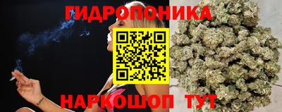 стафф Кингисепп